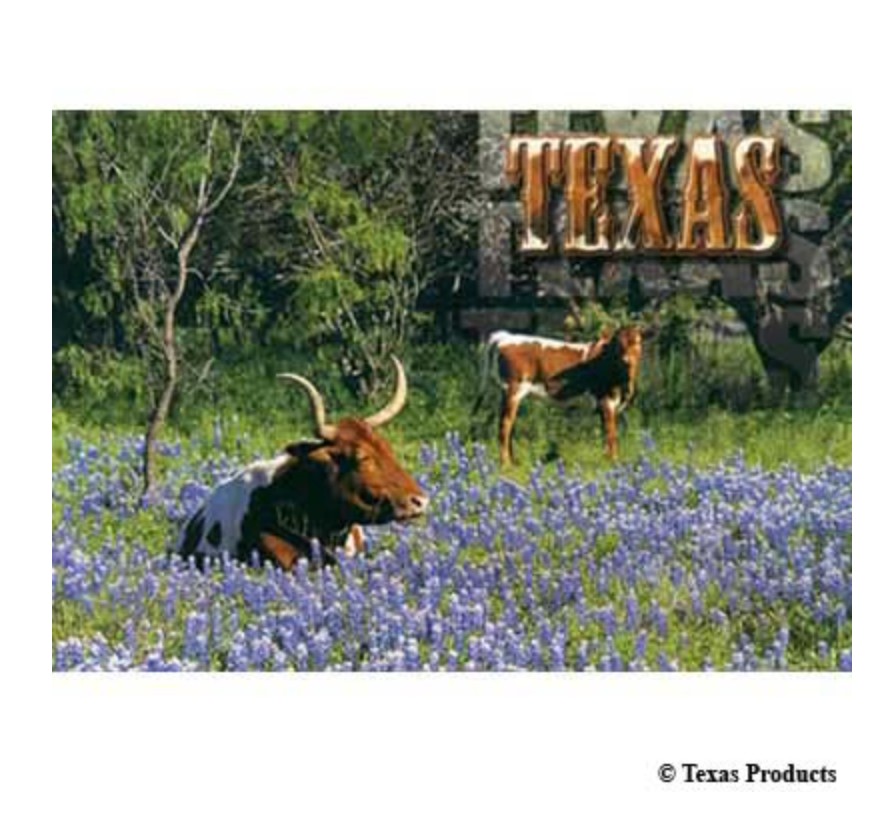 Longhorn Sitting in Blue Bonnets Texas Post Card
